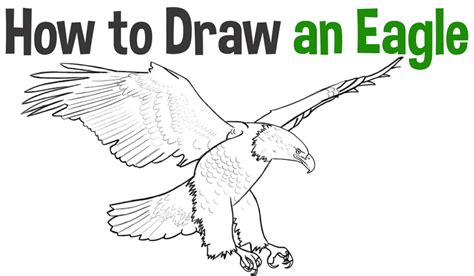 Easy and Realistic Eagle Drawing: Step.